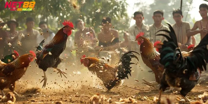 Ưu điểm của đá gà Net88 để lại ấn tượng cho kê thủ
